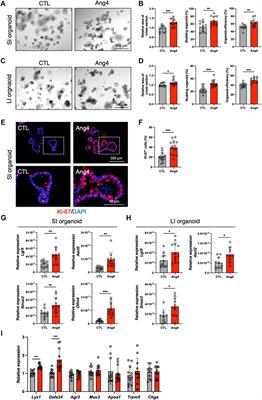 Dual function of angiogenin-4 inducing intestinal stem cells and apoptosis